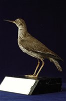 藏品(赤足鷸)的圖片